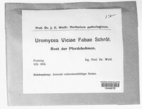 Uromyces viciae-fabae image